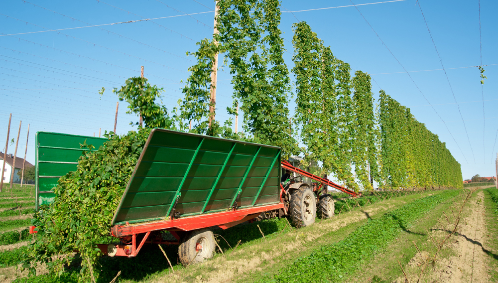 of harvest has influence on sulphur compounds of hops