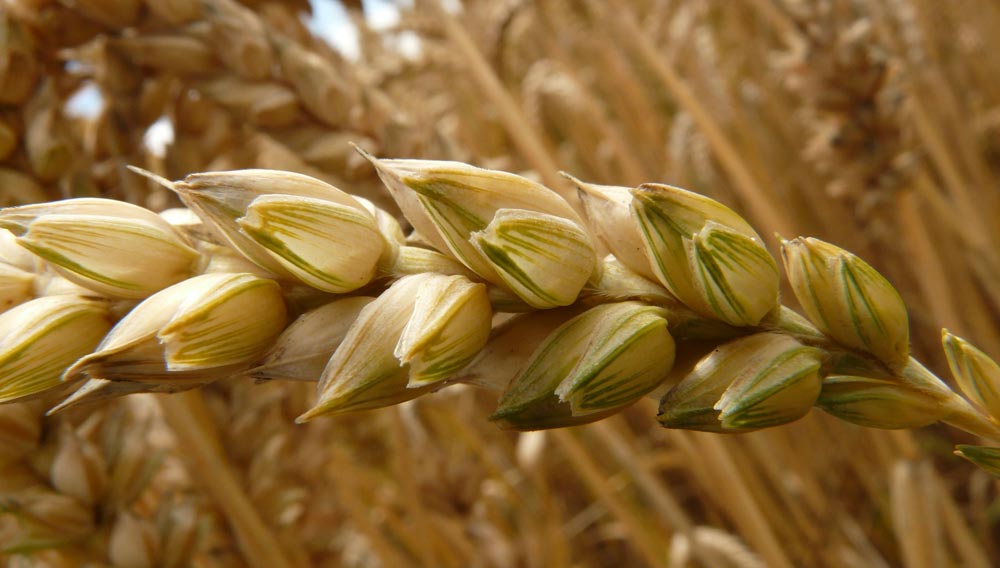 Wheat ear (Photograph: Hans Braxmeier on Pixabay)