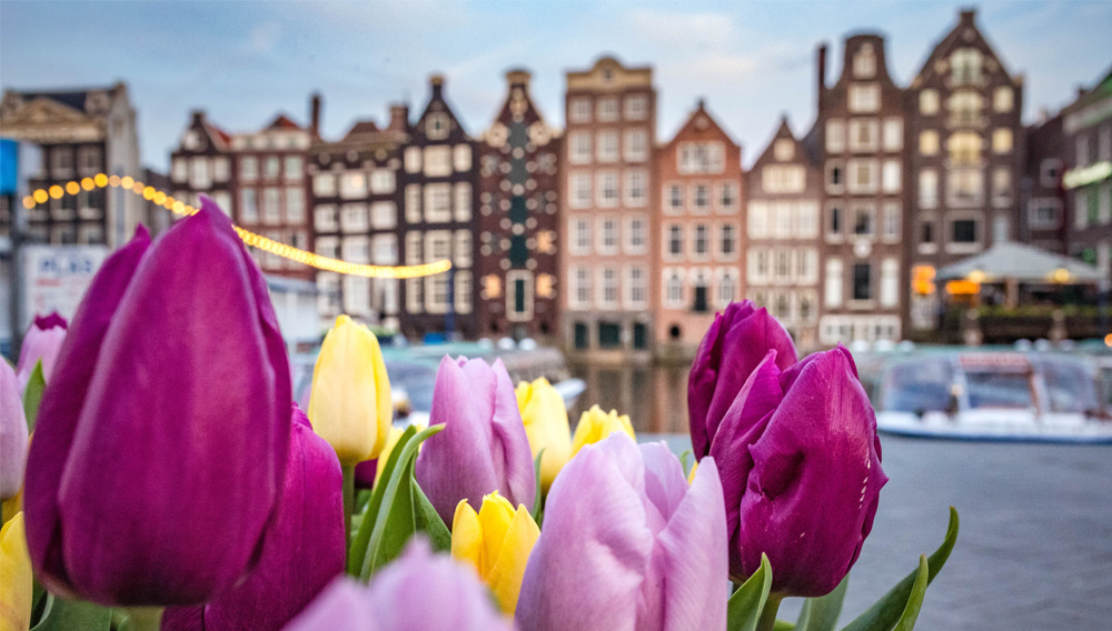 Tulips in front of houses at a canal: A metaphor for the phenomenal rise of craft breweries in the Netherlands? (Photo by Catalina Fedorova on Unsplash)
