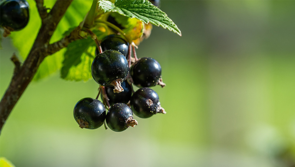 Blackcurrant – popular as a highly volatile hop aroma in dry-hopped beers (Photo: Pezibear, Pixabay)