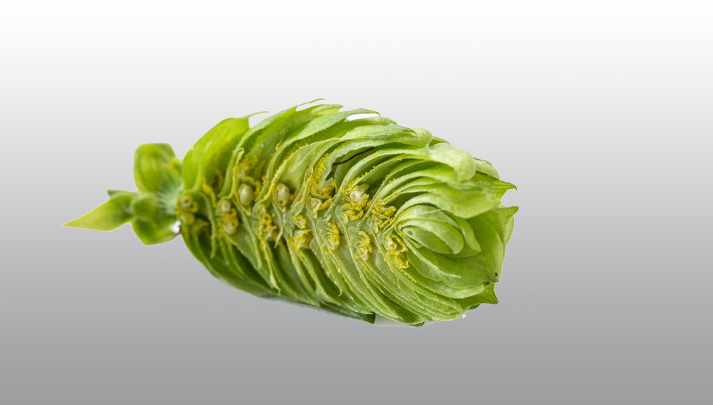 Hüll aroma variety Aurum – sliced hop cone (Photo: GfH)