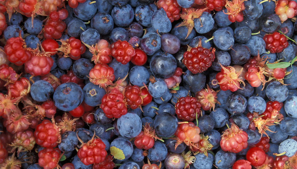 Fruity aromas such as wild berries complete the aroma profile of the experimental beer with Cyberlindnera saturnus (Photo: WikiImages auf Pixabay)