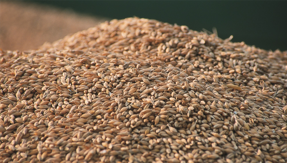Barley (Photo: Bayerischer Brauerbund e.V.)
