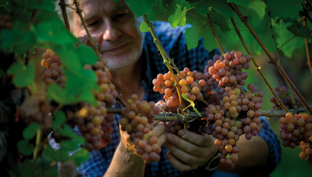 Person harvesting grapes