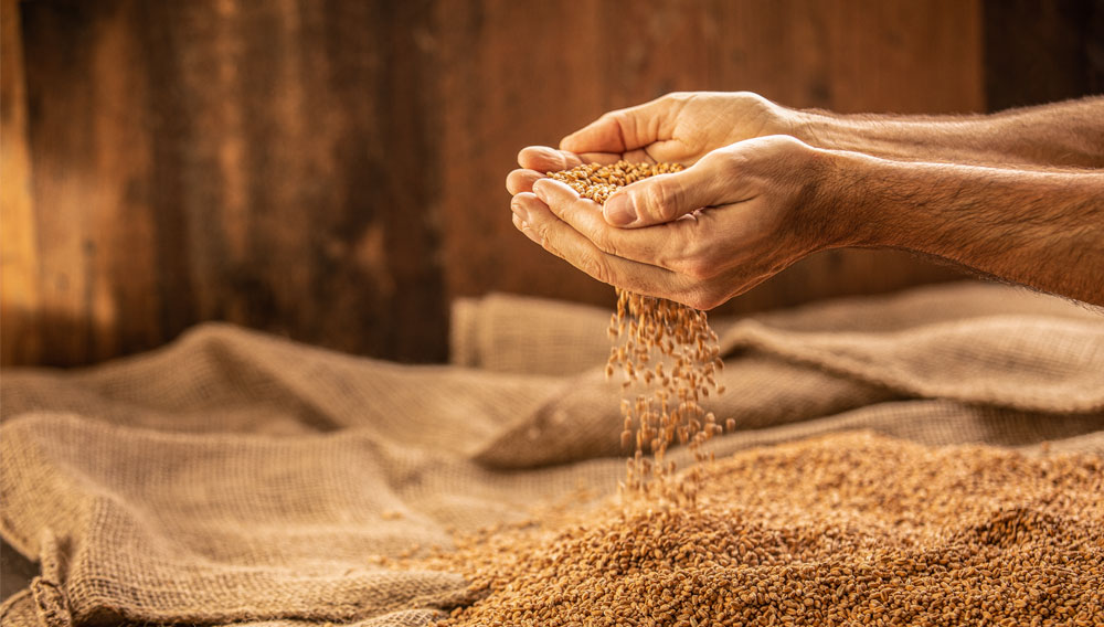 Malt trickles from two hands onto spread out malt bags (Photo: Bühler) 