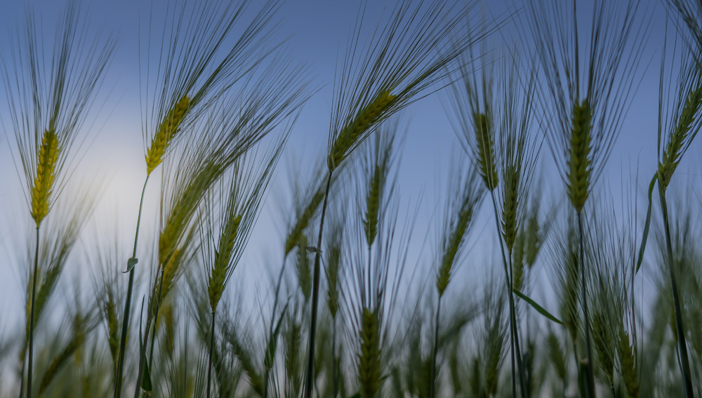 Ripening barley (Nick Fewings on Unsplash)