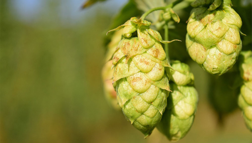 Close-up of hop cones against a blurred background (Photo: Leopictures on Pixabay)
