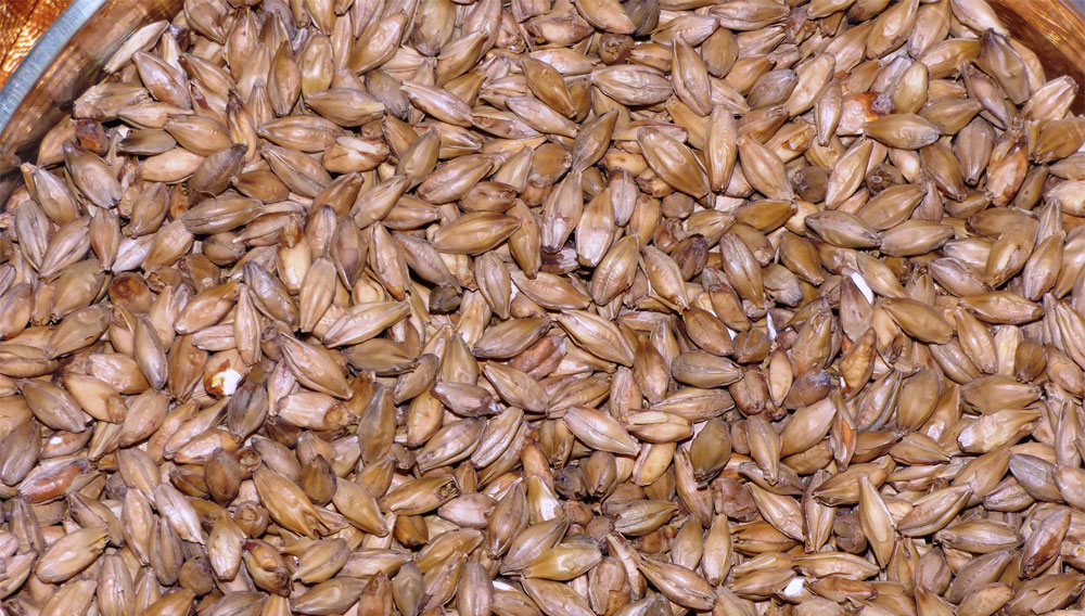 Malt grains (Tomasz Mikołajczyk on Pixabay)