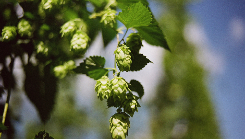 Hop cone against a blue sky (Photo: Markus Spiske on Unsplash)