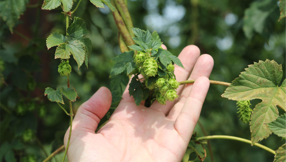 Hand with hop cone