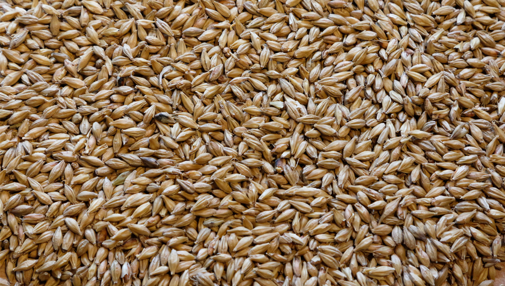 Barley malt grains