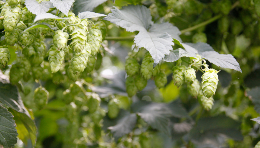 Hop plants in a hop garden, detail