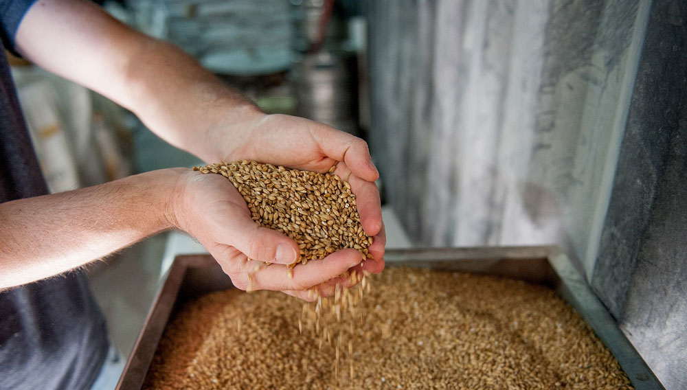 Hands full of malt (Photo: uirá uirá on Unsplash