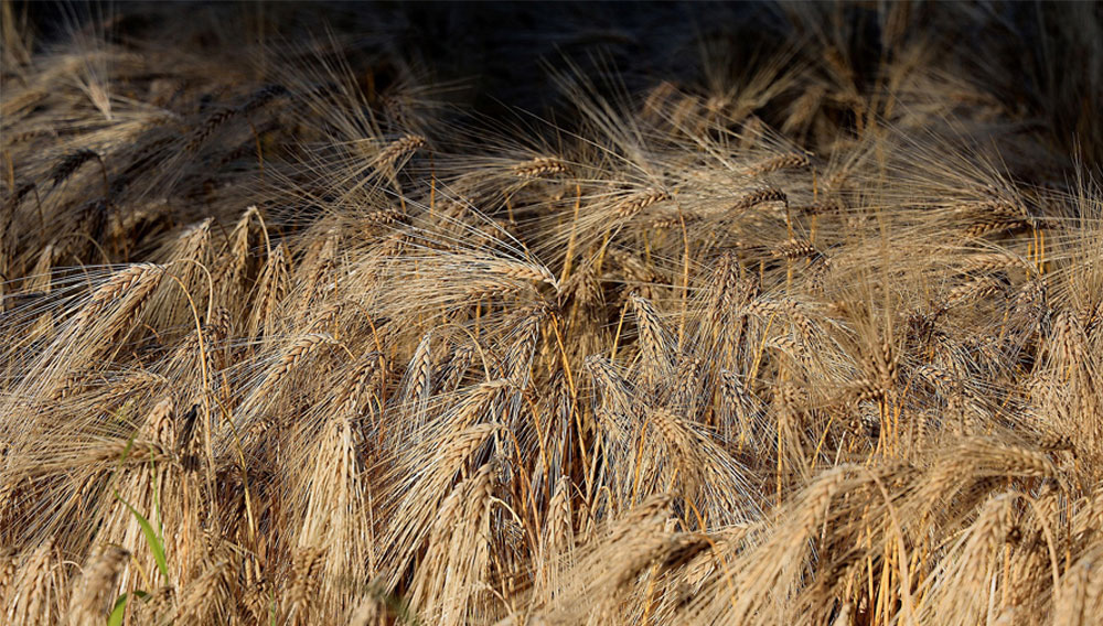 Implications of low raw protein content in barleys and malts