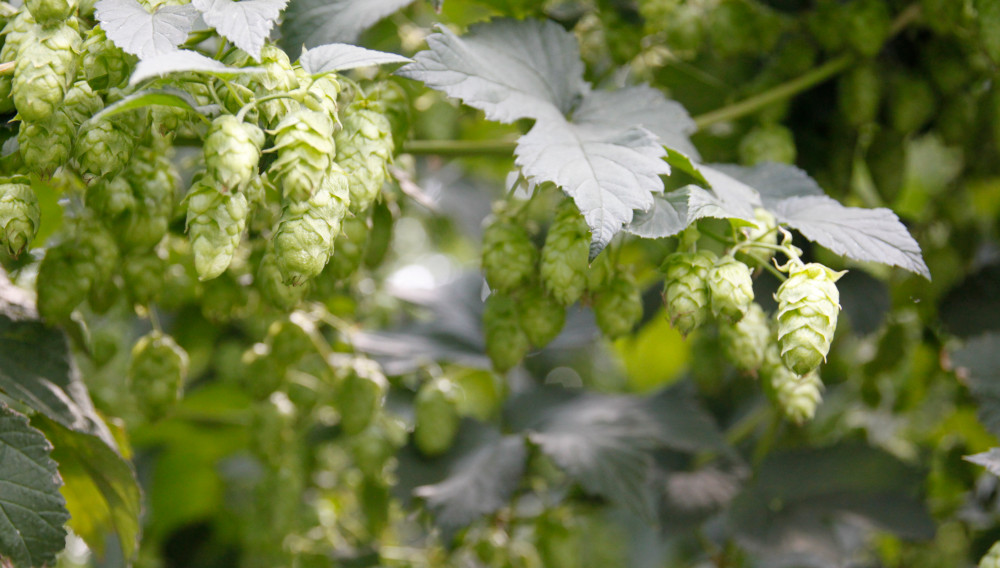 Close-up of a hop plant (Photo: BRAUWELT)