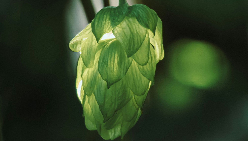 Hop cone is flooded with light from behind (Photo: Gidlark on Unsplash)