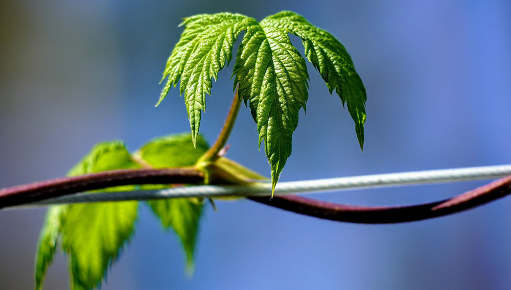 Hop leaf (Photo: Lakeblog on Pixabay)