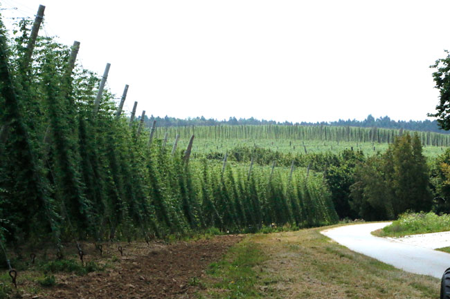 A view of a hop garden Hop farming in Germany will and must change