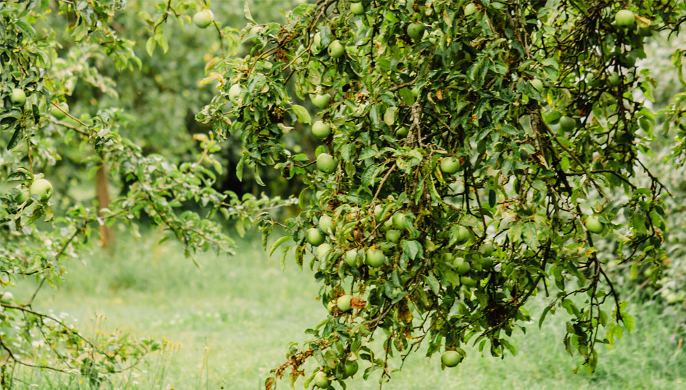 Meadow orchards, their yeasts and non-alcoholic beer
