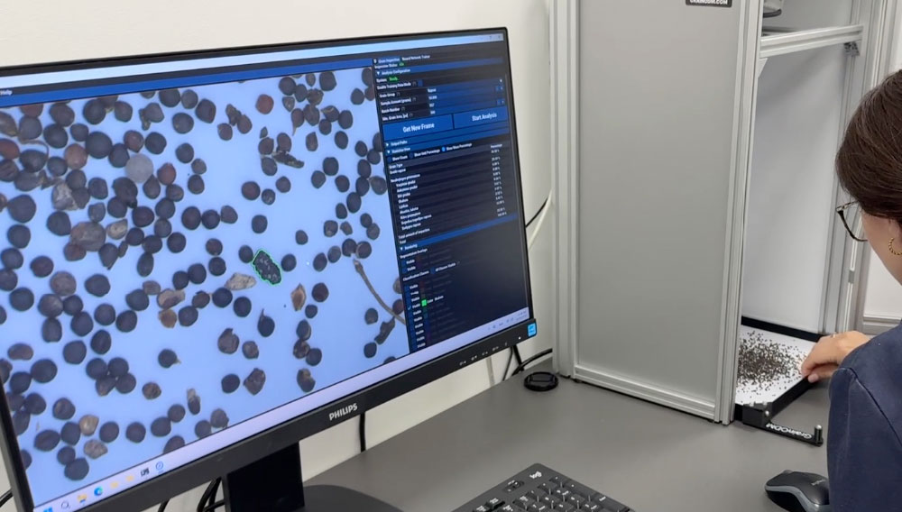 A technician reviews the automatic impurity classification on screen (Photo: GrainODM)