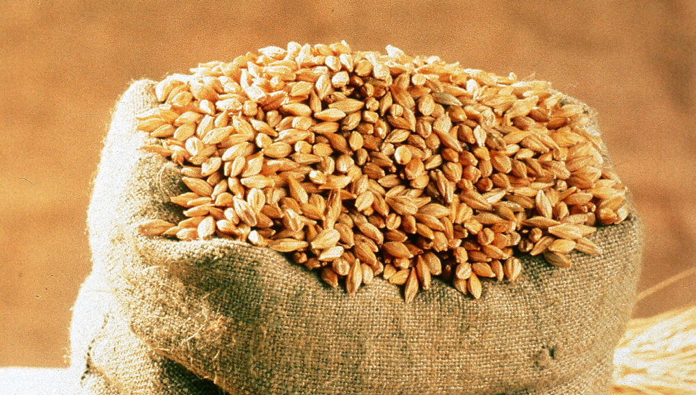 Malt sack containing malting barley (Photo: DBB)
