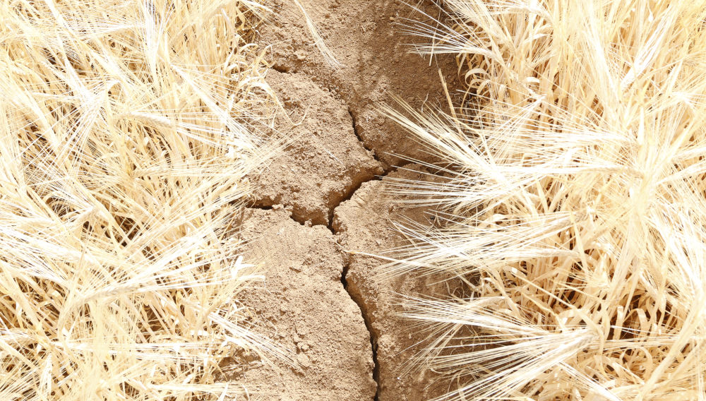 Dry cracks in the ground on a field of spring barley