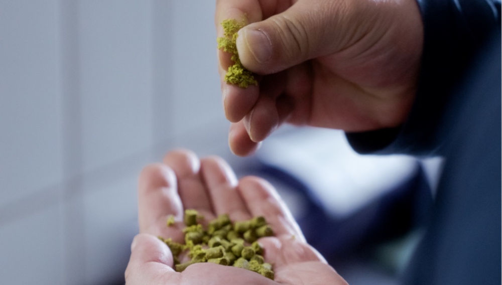 Person holding hop pellets and crumbling one pellet between their fingers (Photo: BarthHaas)