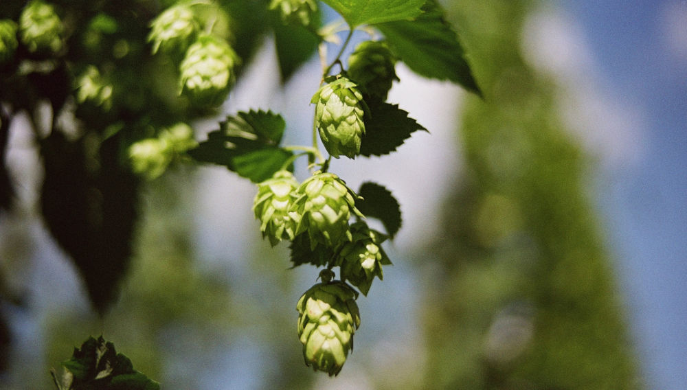 Fresh bio hop (Source: Markus Spiske on Unsplash)