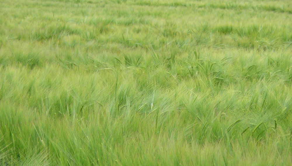 Malting barley field in spring