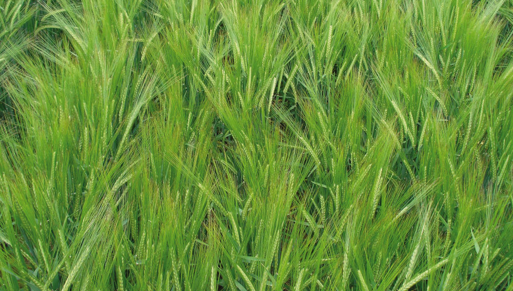 Spring barley field