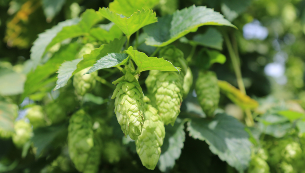 hop cones