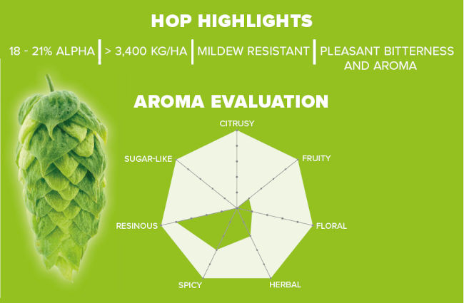 Helios Hop Highlights and Aroma Evaluation