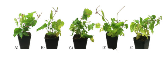 Figure: Different degrees of downy mildew seven days after infection. A) resistant, B) tolerant, C) slightly susceptible, D) susceptible, E) highly susceptible