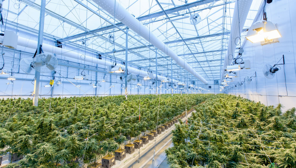 Cannabis firm Tilray to grow fruit and vegetables to improve financials