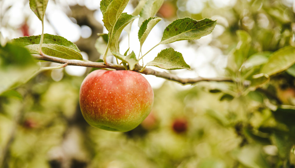 Red apple on a bough (Photo: Erika Fletcher on Unsplash)