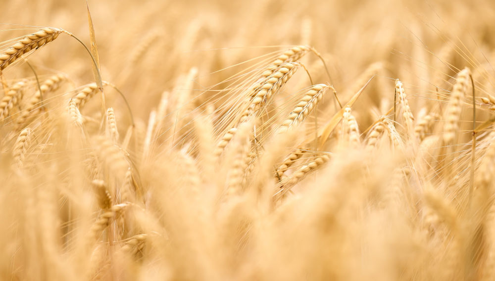 Barley field (Photo: Bruno Kelzer on Unsplash)