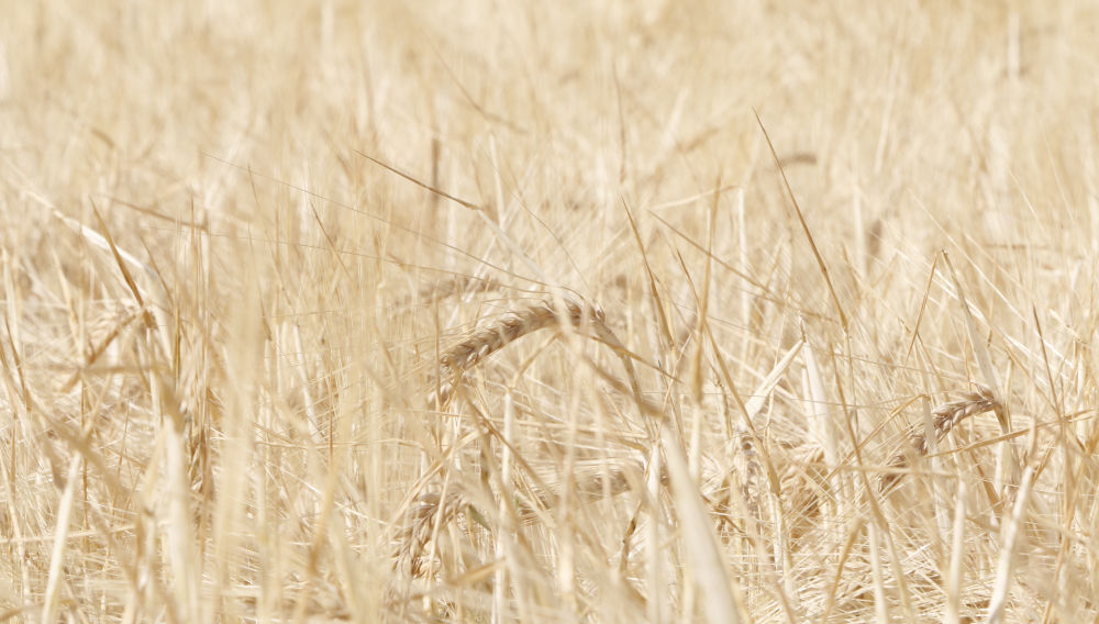 Barley field in July