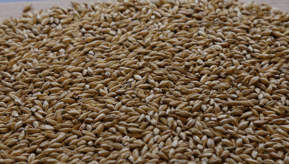 Spring barley grains
