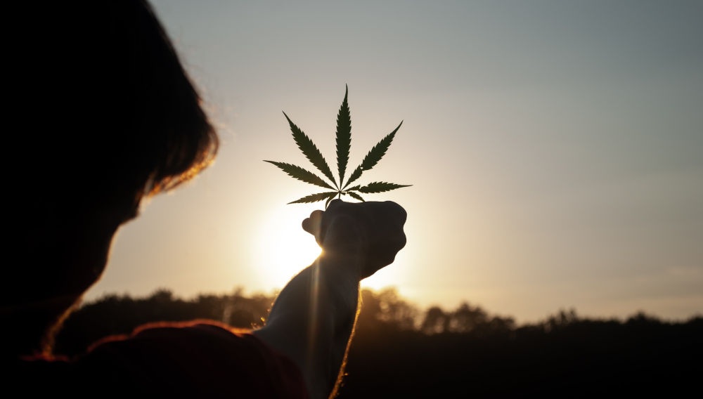 Person hält Cannabisblatt gegen die Sonne (Foto von David Gabrić auf Unsplash)