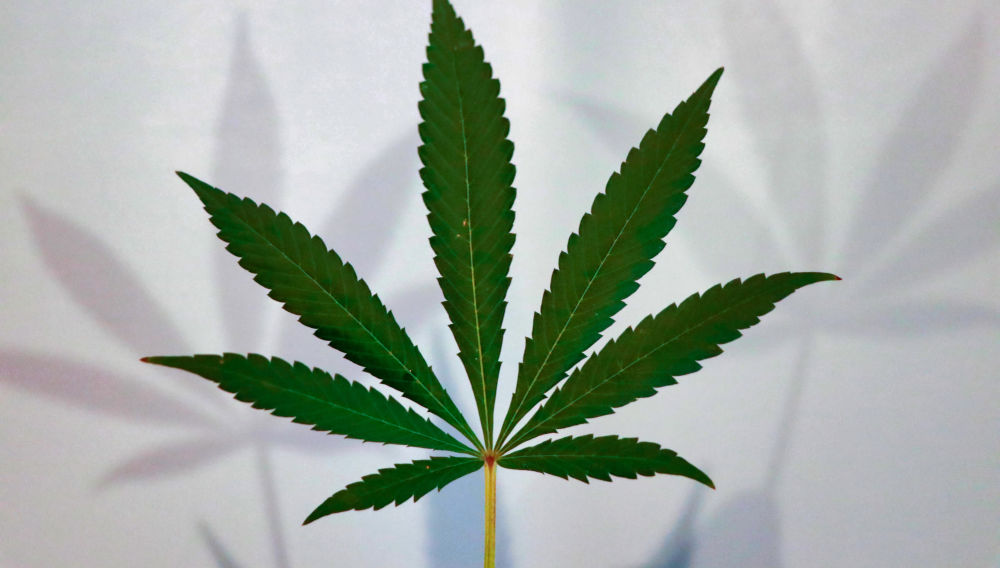 Cannabis leaf (Photo by Elsa Olofsson on Unsplash)