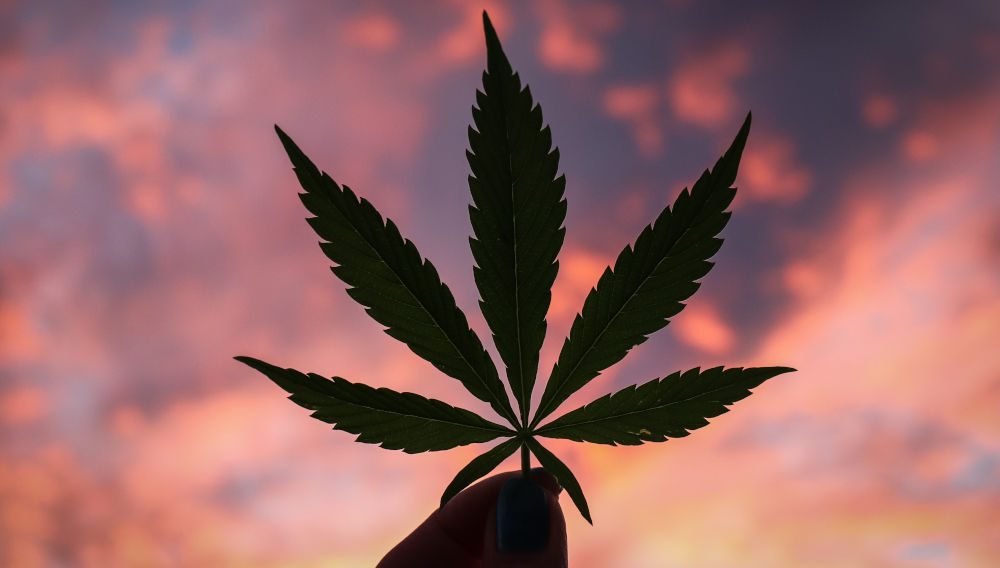 Cannabis leaf (Photo by Kym MacKinnon on Unsplash)