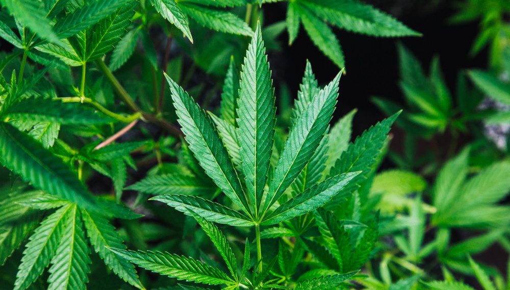 Cannabis leaf (Photo: Rick Proctor, Unsplash)