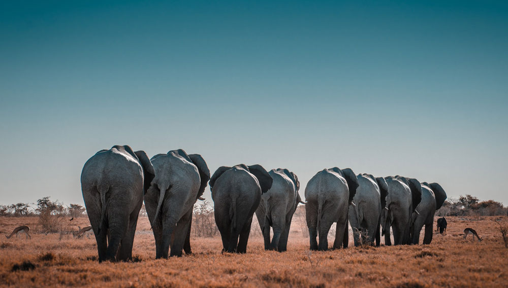 Herd of elephants (Photo by Sergi Ferrete on Unsplash)