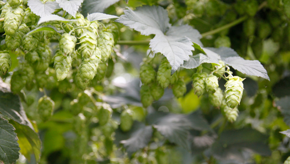 Yakima Chief Hops showcases new commercial hop Talus