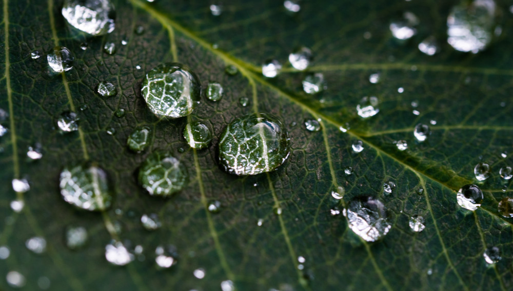 water drops on a green leaf (Photo: Dan Carlson, Unsplash)