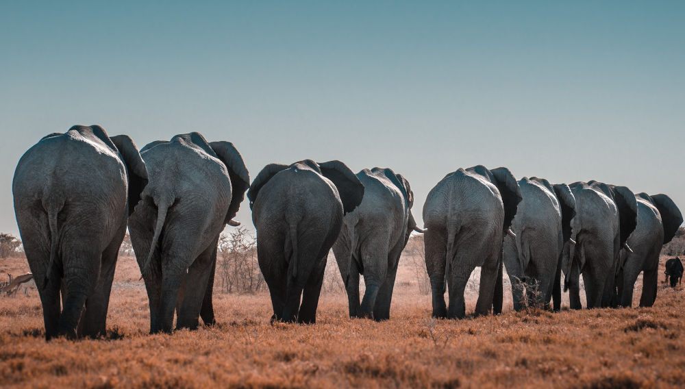Elephants in a row (Photo: Sergi Ferrete on Unsplash)