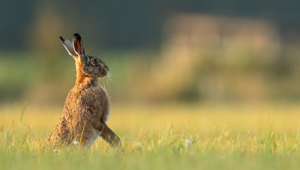 Rabbit (Photo: Vincent van Zalinge on Unsplash)