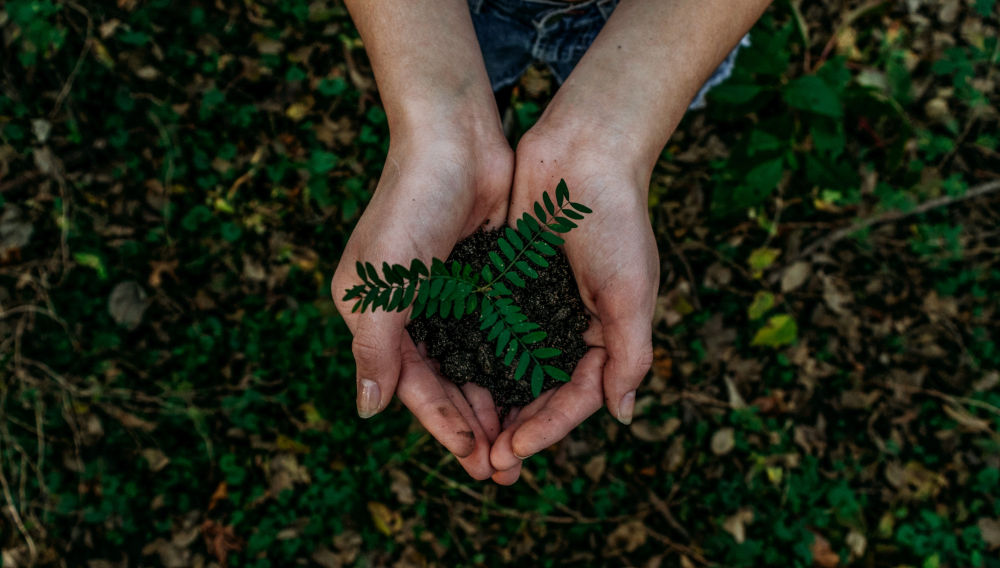 Hands planting (photo: Noah Buscher on Unsplash)