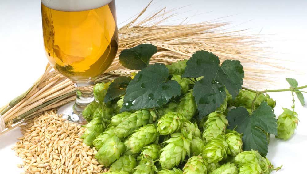 Influence of Pelleting on Hop Aroma (Source: Vaclav Mach/shutterstock.com)