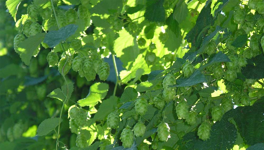 Effect of Hop Varieties Aramis, Mistral and Barbe Rouge on Beer Aroma During Dry Hopping